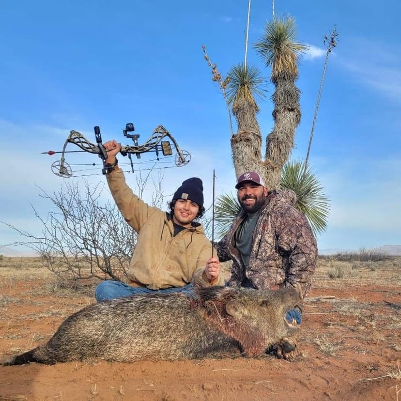 Javelina