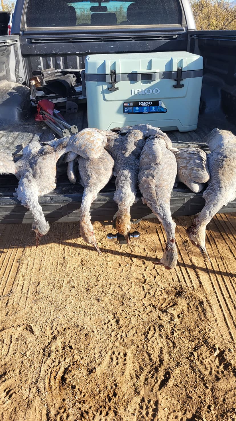 Sandhill Crane