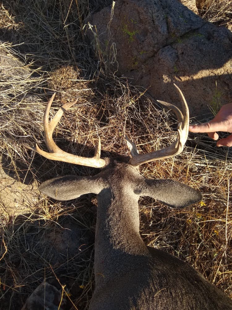 Coues deer hunting photo 4 - Arizona hunting with AZ B and B Outfitters LLC